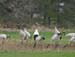 5739_Red-crowned_Crane
