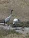 5806_Red-crowned_Crane