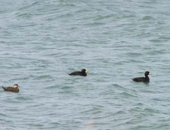 5817_Black_Scoter