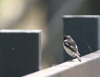 5954_Stonechat