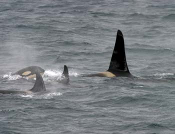6118_Killer_Whale