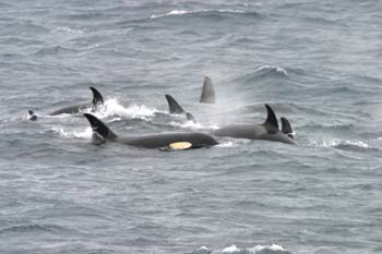 6119_Killer_Whale