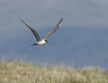 6723_Long-tailed_Jaeger