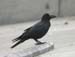 5750_Large-billed_Crow