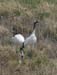 5773_Red-crowned_Crane