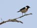 5796_Stonechat