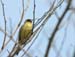 5916_Black-faced_Bunting
