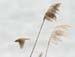 5922_Black-browed_Reed-Warbler