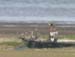 5929_Steller's_Sea-Eagle