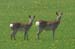 5944_Japanese_Deer