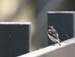 5954_Stonechat