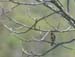 5955_Black-faced_Bunting