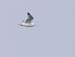 5978_Black-legged_Kittiwake