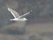 5980_Slaty-backed_Gull