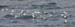6008_Black-legged_Kittiwake