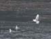 6014_Glaucous_Gull