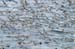 6019_Northern_Fulmer