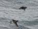 6090_Whiskered_Auklet