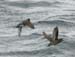 6092_Whiskered_Auklet