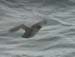 6100_Crested_Auklet