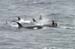 6119_Killer_Whale