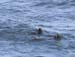 6188_Sea_Otter
