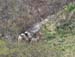 6284_Brown_Bear