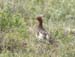 6711_Willow_Ptarmigan